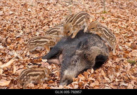 Wild Boars (Sus scrofa), sow with suckling piglets, captive, North Rhine-Westphalia, Germany-stock-foto