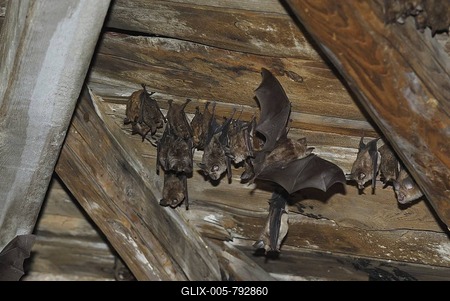 Lesser horseshoe bat (Rhinolophus hipposideros), hanging on the wooden wall in the attic, Thuringia, Germany-stock-foto