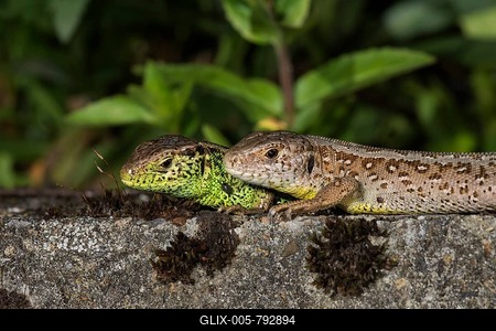 Sand lizard (Lacerta agilis), animal pair, left male, right female sunbathing on a wall, Baden-Württemberg, Germany-stock-foto
