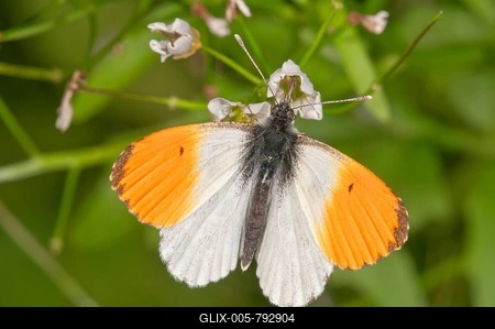 Orange tip (Anthocharis cardamines), male, feeding on large bittercress (Cardamine amara), Baden-Württemberg, Germany-stock-foto