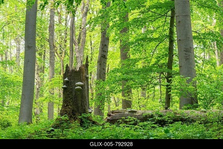 Red beech (Fagus sylvatica) forest, red beech, in spring, deadwood with tinder fungus (Fomes fomentarius), Hainich National Park, Thuringia, Germany-stock-foto