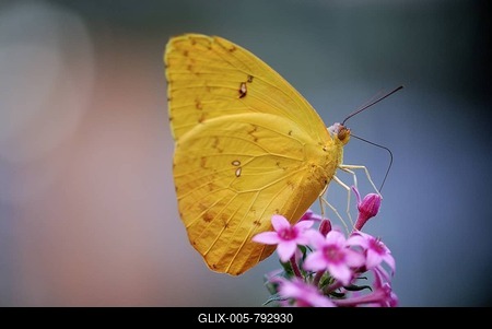 Orange-barred Sulphur Butterfly (Phoebis philea) perched on a red blossom-stock-foto