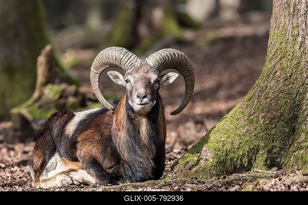 European mouflon (Ovis orientalis musimon), resting, Vulkaneifel, Eifel, Rhineland-Palatinate, Germany-stock-foto