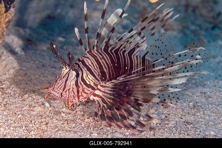 Common lionfish (Pterois miles), Abu Ramada, Red Sea, Egypt-stock-foto