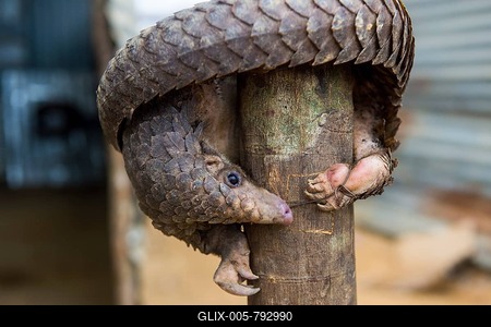 Pangolin (Pholidota) captured and for sale, Kwanza Norte, Angola-stock-foto