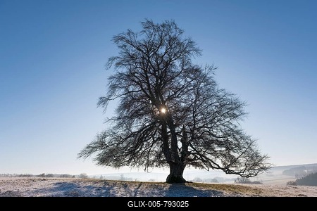 Common beech (Fagus sylvatica), silhouette in winter landscape, Swabian Alb, Baden-Württemberg, Germany-stock-foto