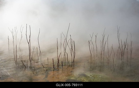 Dead branches in thermal lake, steaming water, hot spring, Kuirau Park, Rotorua, New Zealand-stock-foto