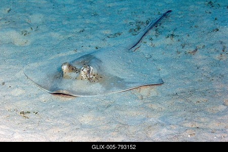 Blue spotted stingray (Neotrygon kuhlii), Great Barrier Reef, Queensland, Australia-stock-foto