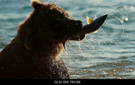 Brown bear (Ursus arctos) hunting, with salmon in its mouth, Backlit, Kurile Lake in Kamchatka, Russia-stock-foto