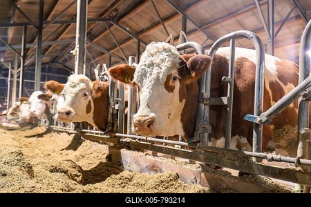 Some brown and white cows in the barn with a view of the viewer, behind bars and feed, Haselstaller Hof, Gechingen, district of Calw, Hecken and Gäu region, Germany-stock-foto