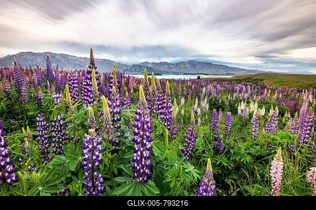 Colorful Large-leaved lupins (Lupinus polyphyllus) on the shores of Lake Tekapo, Canterbury, South Island, New Zealand-stock-foto