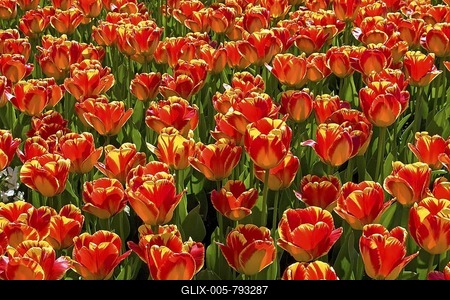 Red-yellow Tulips, Darwin Hybrid Tulip, species Banja Luka (Tulipa Banja Luka)-stock-foto