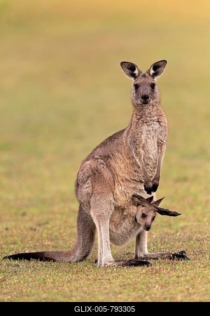 Eastern giant grey kangaroo (Macropus giganteus), adult, female, mother with young, in pouch, on grassland, social behaviour, Maloney Beach, New South Wales, Australia-stock-foto