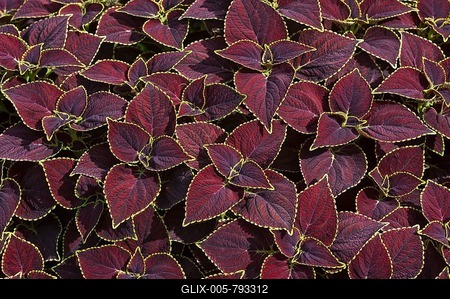 Coleus (Solenostemon scutellarioides), Bavaria, Germany-stock-foto