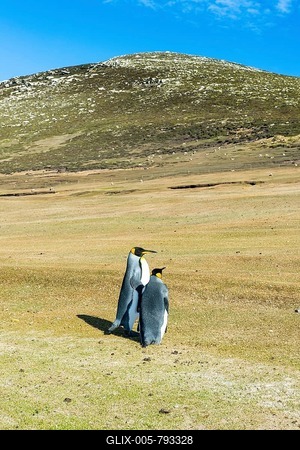 King penguins (Aptenodytes patagonicus), Saunders island, Falklands, South America-stock-foto