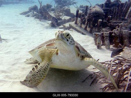 Green turtle (Chelonia mydas), dive site John Pennekamp Coral Reef State Park, Key Largo, Florida Keys, Florida, USA-stock-foto
