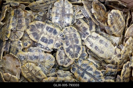 Turtle shells for sale for traditional Chinese Medicine, District Sheung Wan, Hong Kong Island, Hong Kong, China-stock-foto