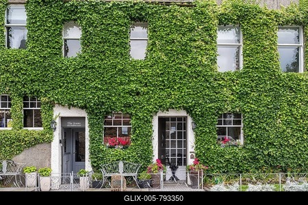 House facade overgrown with common ivy (Hedera helix) in the old town of St. Andrews, County Fife, Scotland, Great Britain-stock-foto