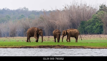 Asian elephant or Indian elephant (Elephas maximus), male, Kabini Reservoir, Nagarhole National Park, Karnataka, India-stock-foto
