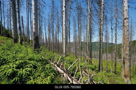 Dead spruce (Picea abies) infected and damaged by the European spruce bark beetle (Ips typographus) and young regrowing forest, Harz National Park, at Ilsenburg, Saxony-Anhalt, Germany-stock-foto