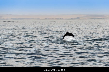 Haviside's dolphin (Cephalorhynchus heavisidii) jumping in Walvis Bay, Namibia-stock-foto