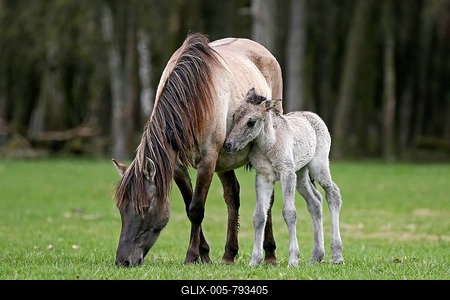 Dülmen pony, mother and foal, Dulmen, North Rhine-Westphalia, Germany-stock-foto