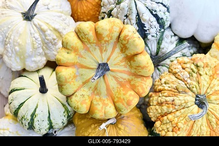 Top view of yellow and orange 'Patisson Strie Melange' squash-stock-foto