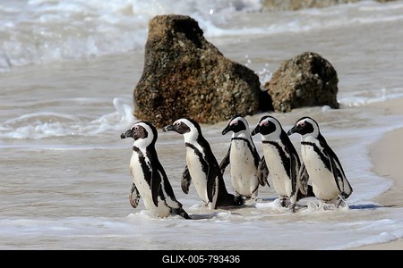 African penguin (Spheniscus demersus), adult, group, on the beach, by the water, Boulders Beach, Simonstown, Western Cape, South Africa-stock-foto