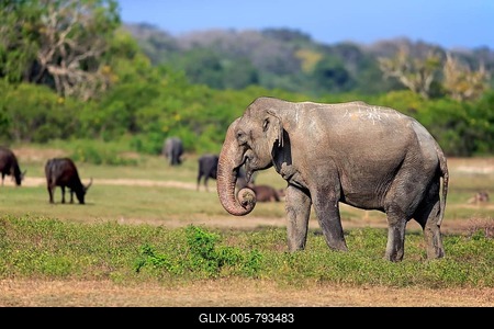 Sri Lankan Elephant (Elephas maximus maximus), adult male, eating, Yala National Park, Sri Lanka-stock-foto