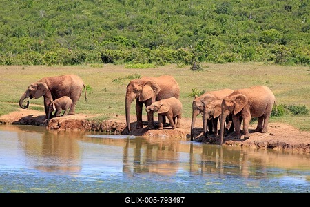 African Elephants (Loxodonta africana), herd with young animals at the waterhole, Addo Elephant National Park, Eastern Cape, South Africa-stock-foto