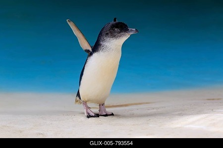Little penguin (Eudyptula minor), adult on the beach spreads wings, Kangaroo Island, South Australia, Australia-stock-foto