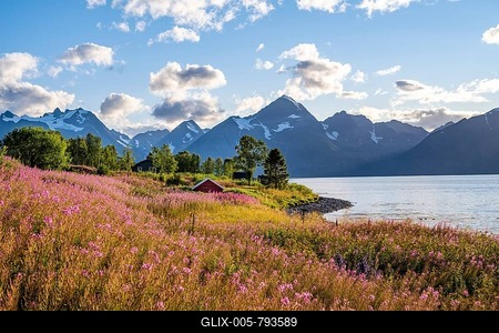 Flower field on the coast of the Lyngenfjord, blooming sally (Epilobium angustifolium), Fjord with mountains, Lyngen Alps, Lyngen, Troms og Finnmark, Norway-stock-foto