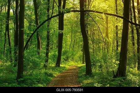 Hiking trail through sunny forest in spring, sun shines through the foliage, near Freyburg, Burgenlandkreis, Saxony-Anhalt, Germany-stock-foto