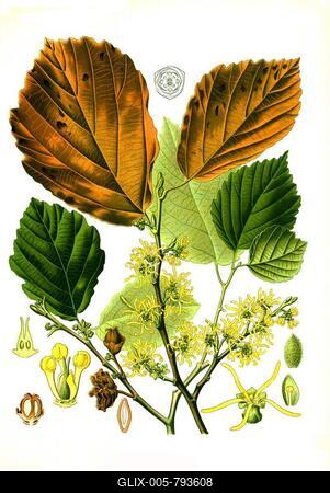 Medicinal plant, Witch Hazel, also witch-hazel (Hamamelis virginiana), Witch Hazel, Historic, digitally restored reproduction from an 18th century original-stock-foto