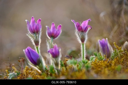 Pasque flower (Pulsatilla vulgaris), purple blooming spring flowers, Werbach, Tauber Valley, Baden-Württemberg, Germany-stock-foto