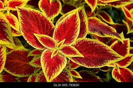 Coleus nettle (Solenostemon scutellarioides), background image, Sweden-stock-foto