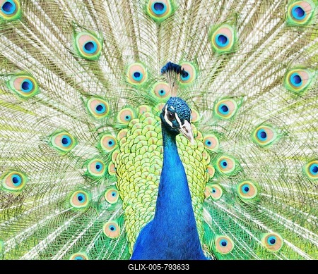 Blue Peafowl (Pavo cristatus), courting cock with fan, Bavaria, Germany-stock-foto