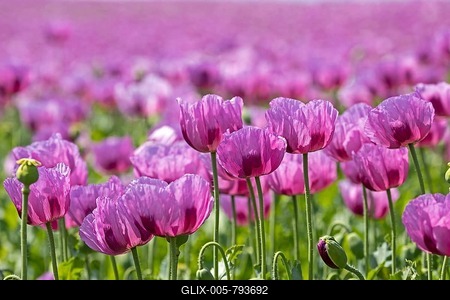 Opium poppy (Papaver somniferum) blooms on a field, Heilbronn, Baden-Württemberg, Germany-stock-foto