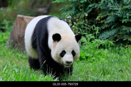 Giant Panda (Ailuropoda melanoleuca), adult, foraging, captive, China-stock-foto
