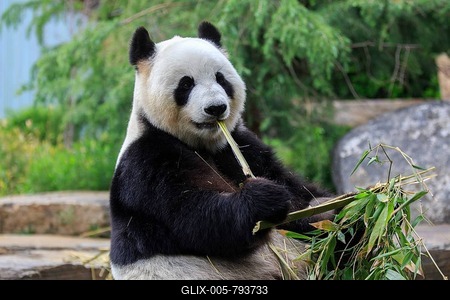 Panda (Ailuropoda melanoleuca), adult, eating, animal portrait, captive, Adelaide, South Australia, Australia-stock-foto