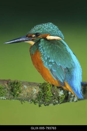 European Kingfisher (Alcedo atthis) on perch-stock-foto