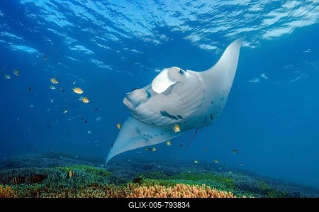 Underwater photo of Reef Manta (Mobula alfredi) Manta, devil ray, winged ray, plankton eater, hovering over cleaning station in coral reef Corals Stony corals (Scleractinia) Hard corals Staghorn corals (Acropora) in shallow water of lagoon, Pacific, Indo-Pacific, Yap Island, Yap State, Caroline Islands, FSM, Federated States of Micronesia, Australia, Oceania-stock-foto