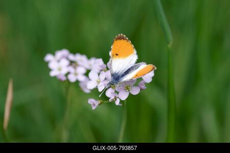 Orange tip (Anthocharis cardamines), male, meadow foamwort, nectar, meadow, Germany, A male aurora butterfly sucks nectar from a flower of meadow foamwort-stock-foto