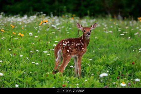 White-tailed deer (Odocoileus virginianus), young animal, ten days, standing in flower meadow, Pine County, Minnesota, USA-stock-foto
