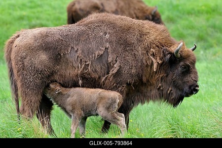 European bison (Bison bonasus), bison cow suckling her calf, captive, North Rhine-Westphalia, Germany-stock-foto