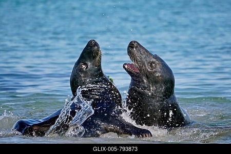 Two Grey seals (Halichoerus grypus) fighting in shallow water, Helgoland, Schleswig-Holstein, Germany-stock-foto
