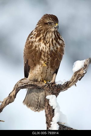Steppe buzzard (Buteo buteo) sits on branch in winter, Tyrol, Austria-stock-foto