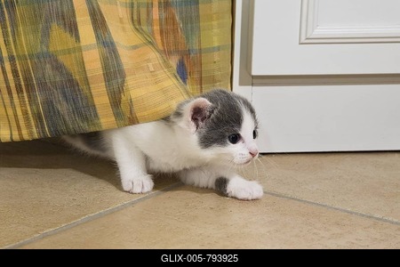 Kitten playing with a curtain in the living room-stock-foto