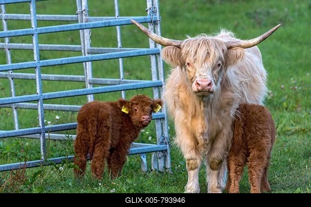 Scottish Highland Cattle, Highland Cattle or Kyloe (Bos primigenius f. taurus), young animals, calves with dam, cow on a pasture, Hesse, Germany-stock-foto