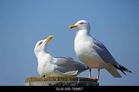 European herring gulls (Larus argentatus), Animal pair sitting on pillars, North Sea coast, Schleswig-Holstein, Germany-stock-foto